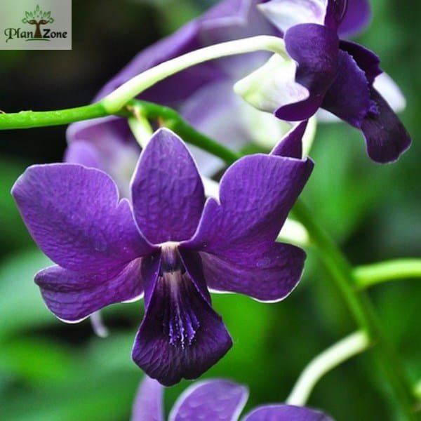 Dendrobium Mana Blue - Image 4