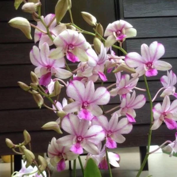Image ofpop's eye orchid