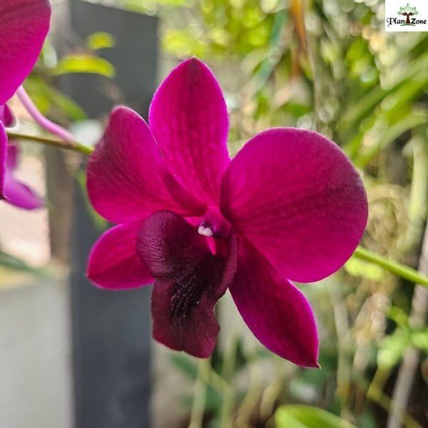 Image of Dendrobium Smin Red