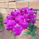 Image of Dendrobium Jairak smile
