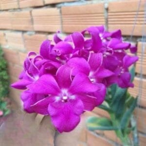 Image of Dendrobium Jairak smile