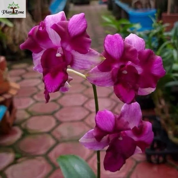 Image of Dendrobium Nopporn Star Bright