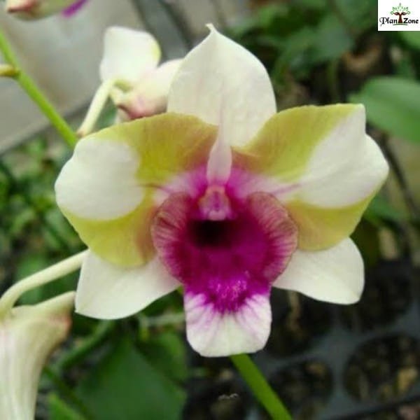 Image of Dendrobium Baby Happy Holiday