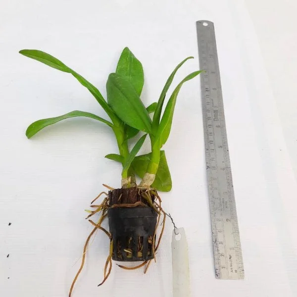 Image of Dendrobium c