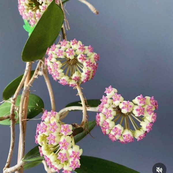 Image of hoya