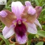 Image of Dendrobium Nopporn Blue Star