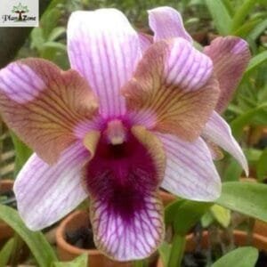 Image of Dendrobium Nopporn Blue Star