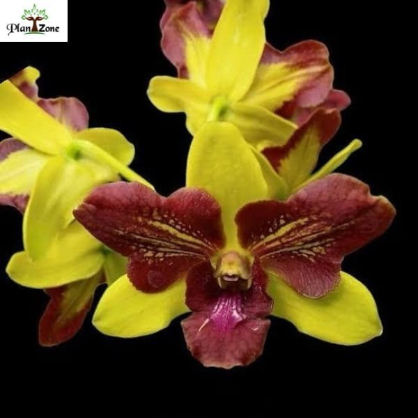Dendrobium Thongchai Gold