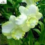 Image of Dendrobium White Doremon Orchid