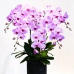 Image of Phalaenopsis