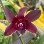 Image of Dendrobium Mangosteen Premium