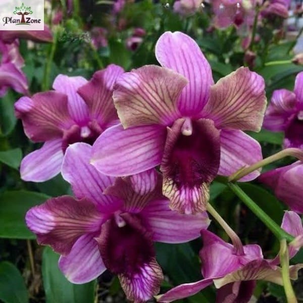 Image of Dendrobium Nopporn Blue Star