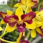 Image of Dendrobium Thongchai Gold