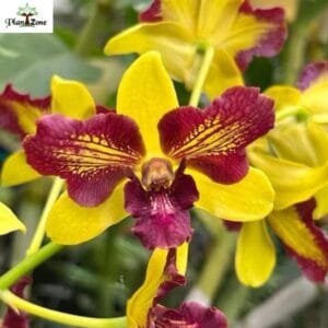 Image of Dendrobium Thongchai Gold