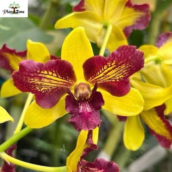Image of Dendrobium Thongchai Gold