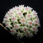 Hoya Parasitica Heart Splash | Plantzone