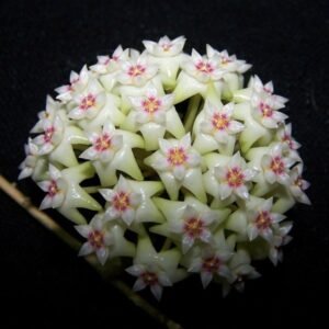 Image of Hoya Parasitica Heart Splash