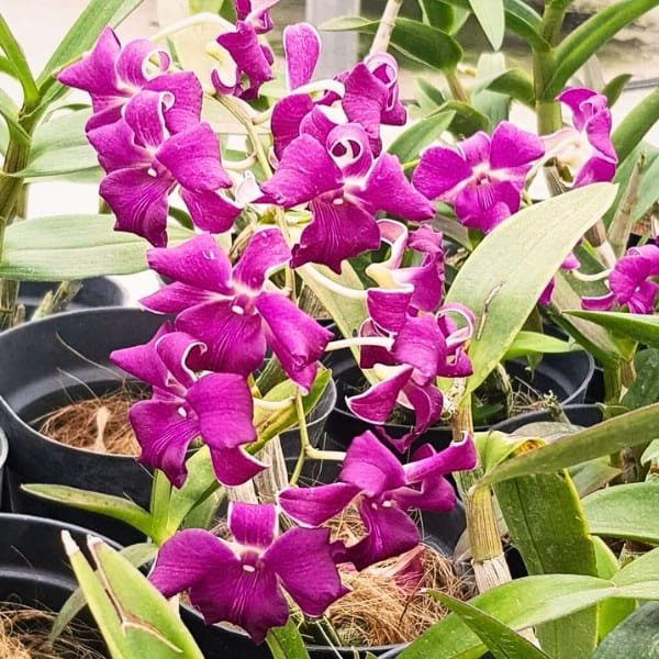 Dendrobium Jairak smile