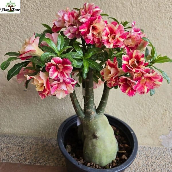 Image of Adenium