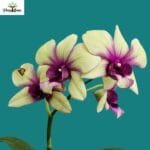 Image of Dendrobium (Boonchu Gold x Burana Green Star)