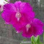 Image of Dendrobium Rosy Pink