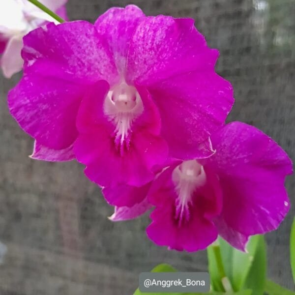 Image of Dendrobium Rosy Pink