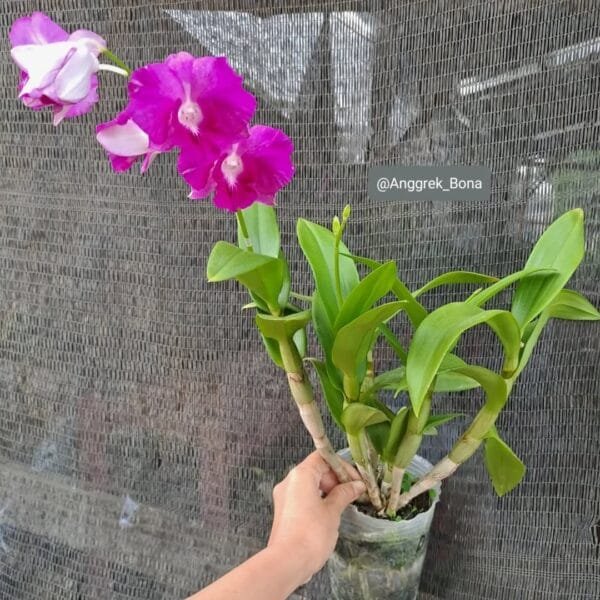 Image of Dendrobium Rosy Pink