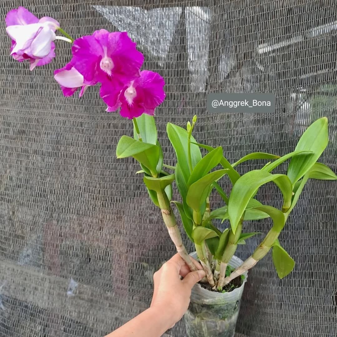 Image of Dendrobium Rosy Pink