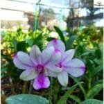Image ofDendrobium Pop's Eye