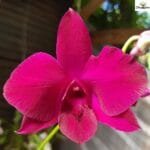 Image of Dendrobium Supernova Red