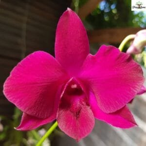 Image of Dendrobium Supernova Red