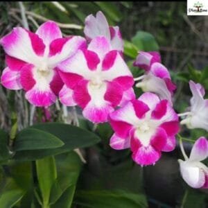 Image of Dendrobium Dragon Smile