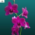 Dendrobium Jack Concert Blue