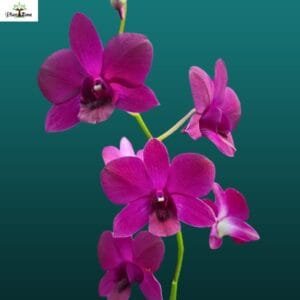 Dendrobium Jack Concert Blue