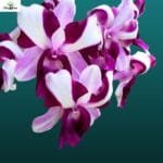Dendrobium Dragon Flare Premium
