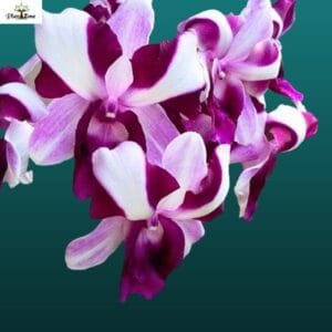 Image of Dendrobium Dragon Flare
