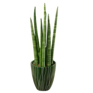 Image of Sansevieria Cylindrica