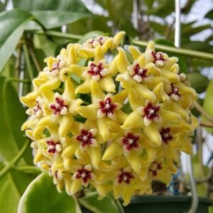Image of Hoya Halconensis
