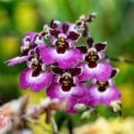 Image of Tolumnia Orchids