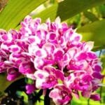 Image of Rhynchostylis orchid