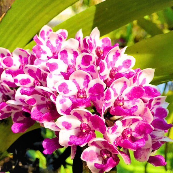 Image of Rhynchostylis orchid