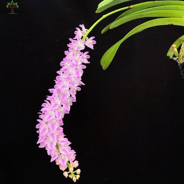 Aerides Rosea | Plantzone - Image 2