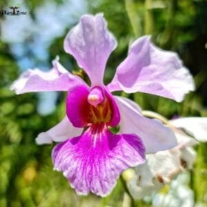 image of Papilionanthe Miss Joaquim