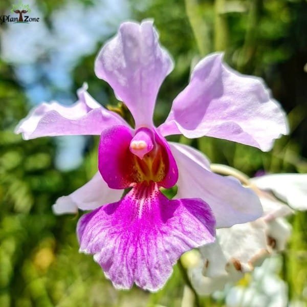 image of Papilionanthe Miss Joaquim