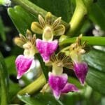 Image of Pelatantheria Insectifera