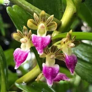 Image of Pelatantheria Insectifera