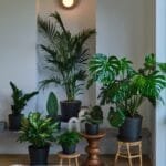 Image of indoor plant