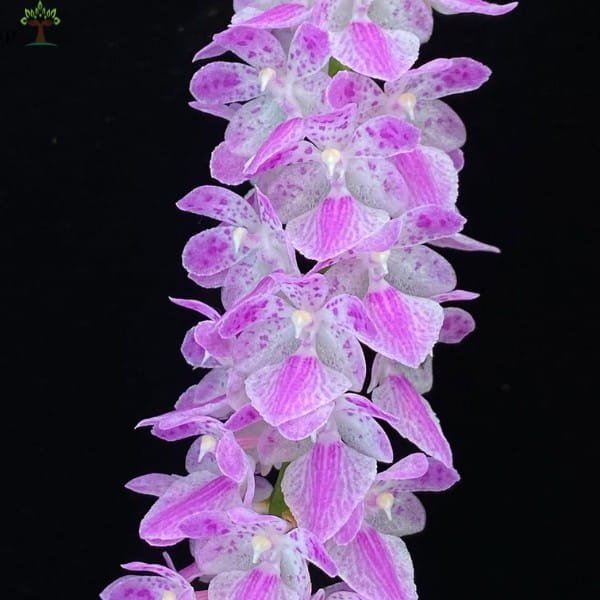 Aerides Rosea | Plantzone - Image 3