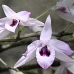 Image of Dendrobium transparens