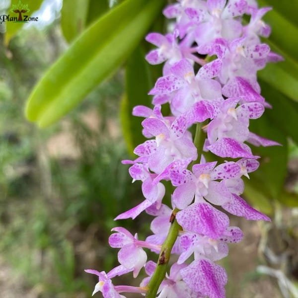 Aerides Rosea | Plantzone - Image 4